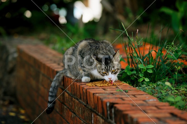 野良猫