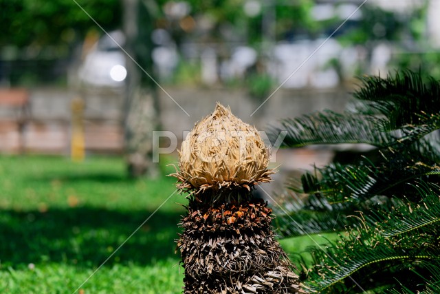 写真のタイトルが入ります