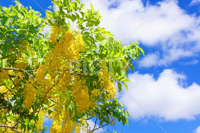 写真のタイトルが入ります