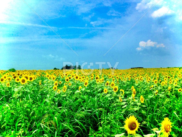 写真のタイトルが入ります