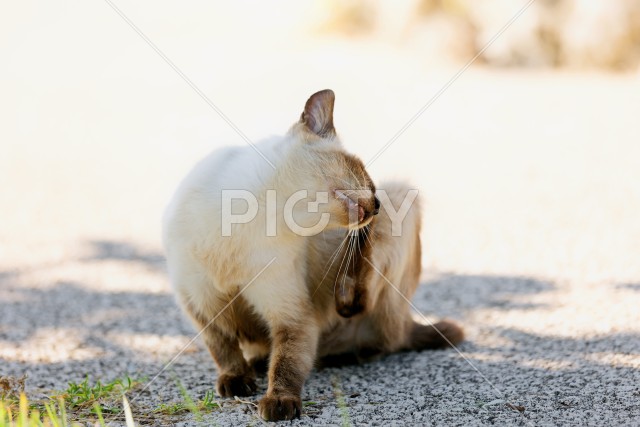 野良猫