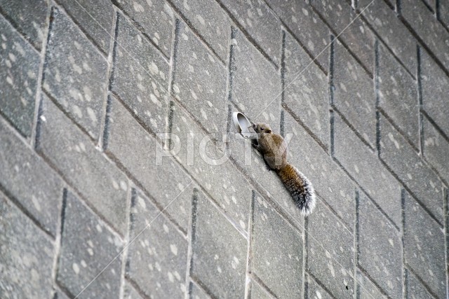 壁に張り付く野生のリス