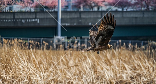 大空を羽ばたく鳶