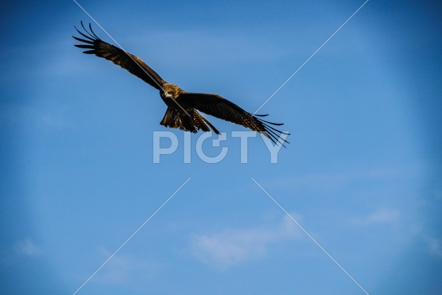 大空を羽ばたく鳶