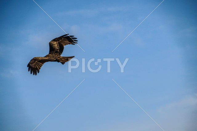 大空を羽ばたく鳶