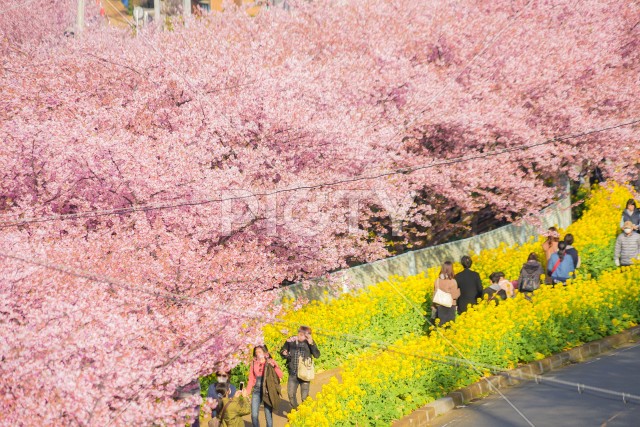 河津桜と菜の花（三浦海岸）