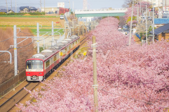 河津桜と京急線（三浦海岸）