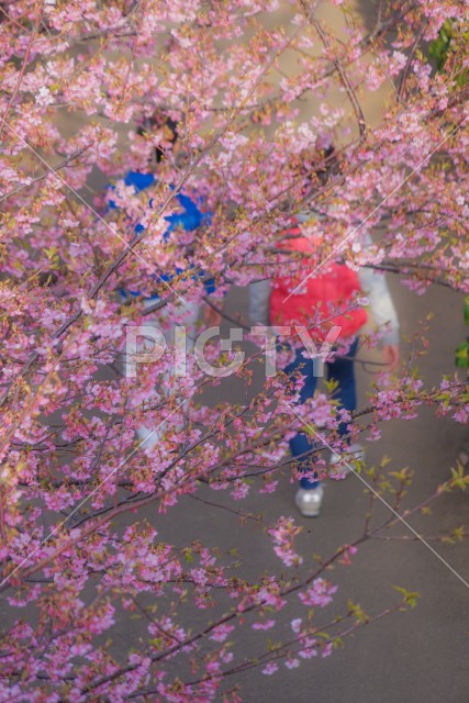 河津桜と人々