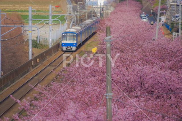 河津桜と京急線（三浦海岸）