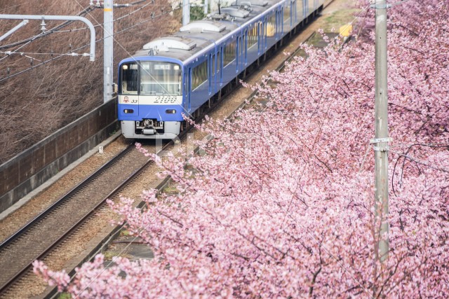 河津桜と京急線（三浦海岸）