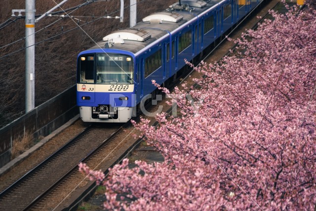 河津桜と京急線（三浦海岸）