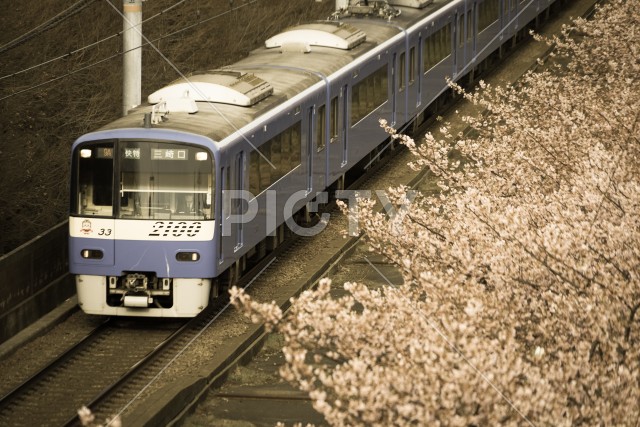 河津桜と京急線（三浦海岸）