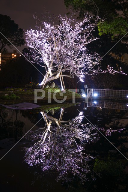 水面に映る早咲き桜