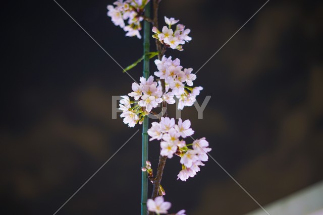 早咲き桜（河津桜）