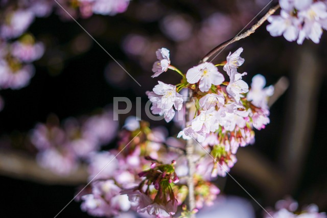 早咲き桜（河津桜）