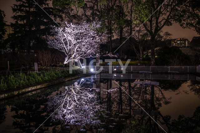 水面に映る早咲き桜