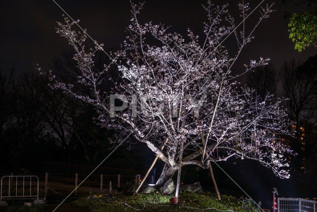 水面に映る早咲き桜