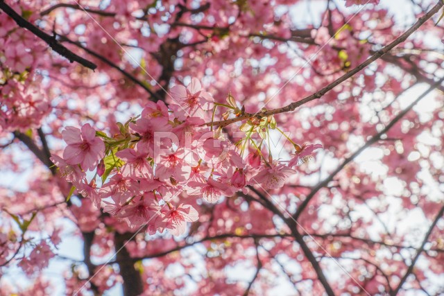 三浦海岸の河津桜