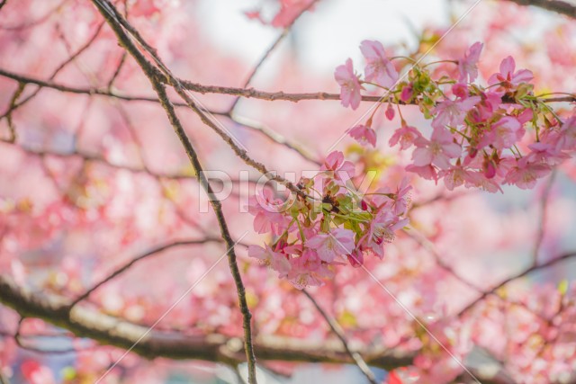 三浦海岸の河津桜