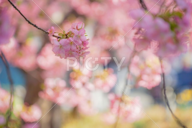 三浦海岸の河津桜