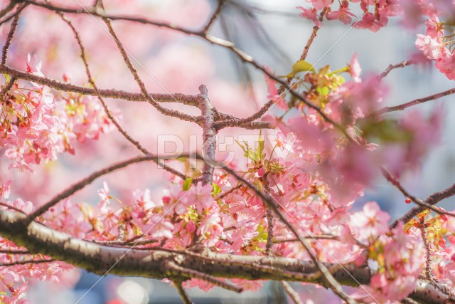 三浦海岸の河津桜