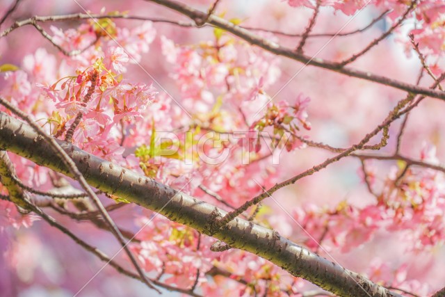 三浦海岸の河津桜