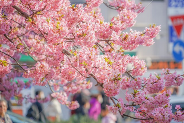 三浦海岸の河津桜