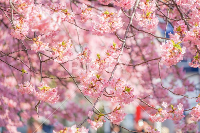 三浦海岸の河津桜