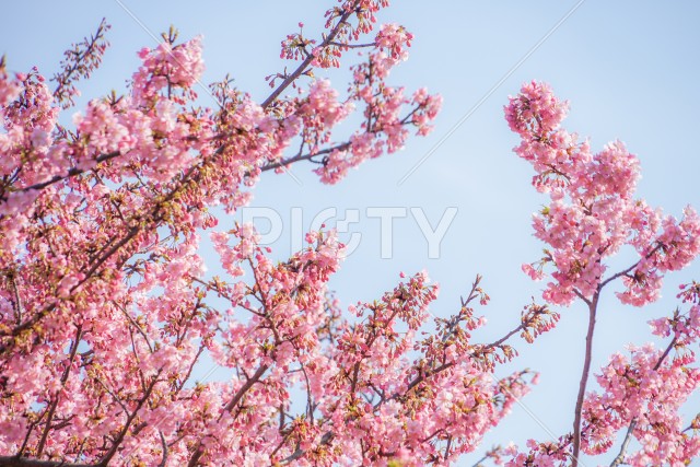 三浦海岸の河津桜