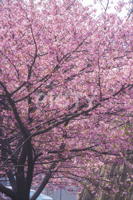 三浦海岸の河津桜