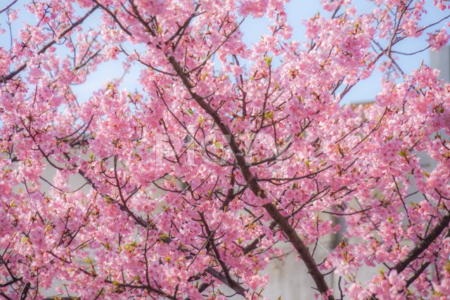 三浦海岸の河津桜