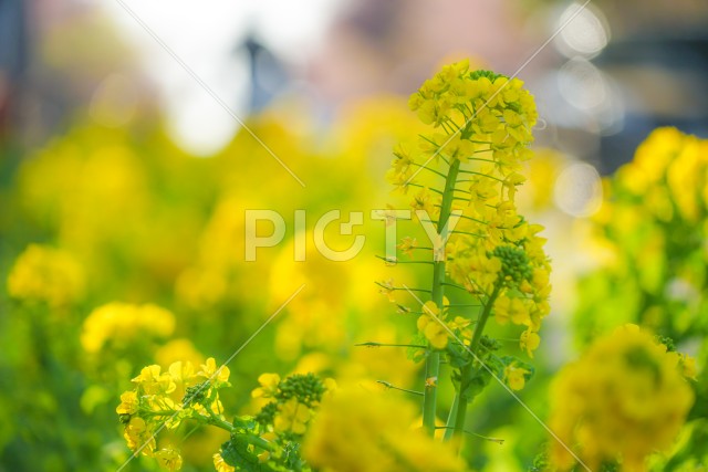 三浦海岸の菜の花畑