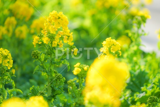 三浦海岸の菜の花畑