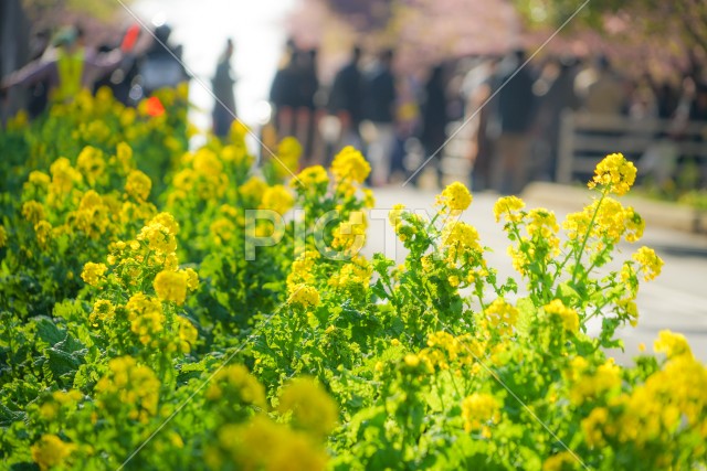 三浦海岸の菜の花畑