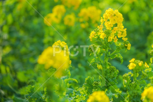 三浦海岸の菜の花畑