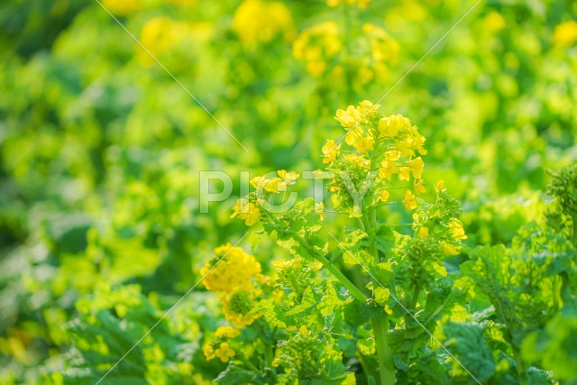 三浦海岸の菜の花畑