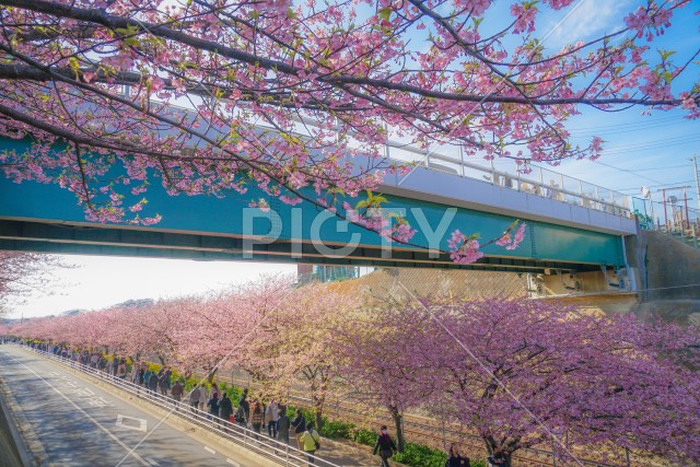 三浦海岸の河津桜