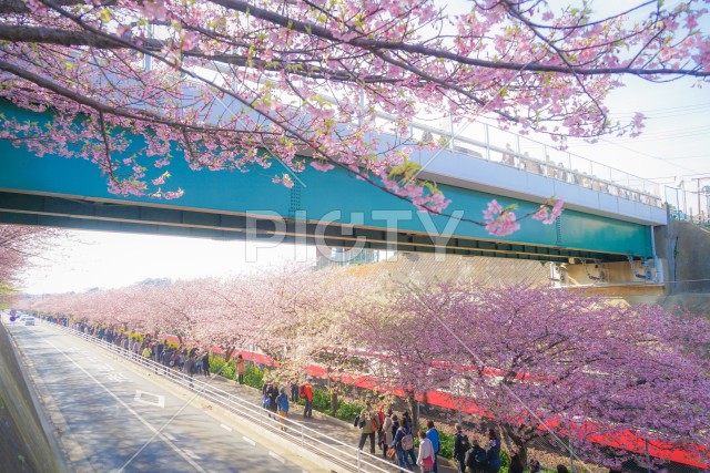 三浦海岸の河津桜