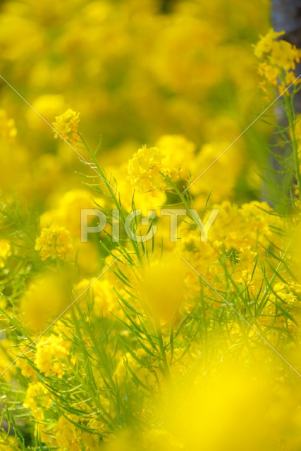 三浦海岸の菜の花畑