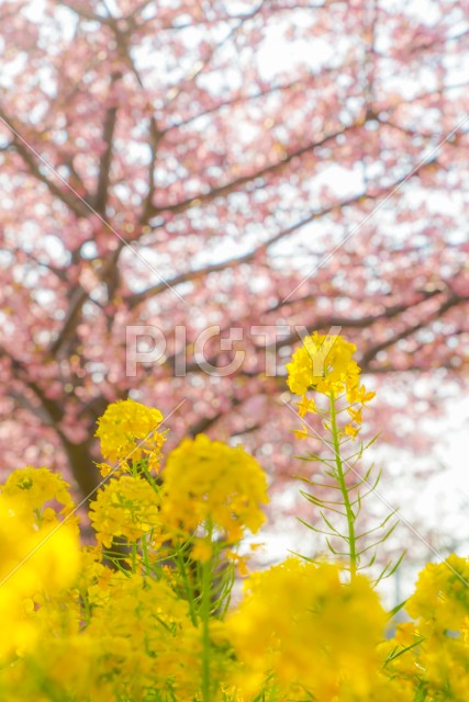 三浦海岸の菜の花畑と河津桜