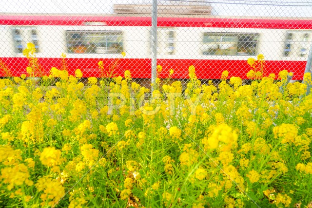 三浦海岸の菜の花畑と京急線