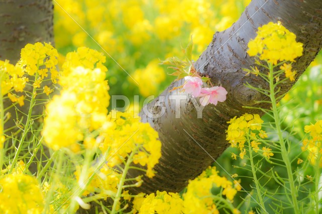 三浦海岸の菜の花畑と河津桜