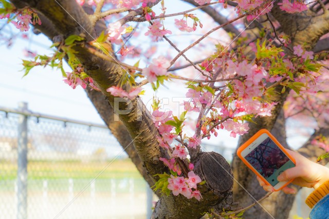 三浦海岸の河津桜