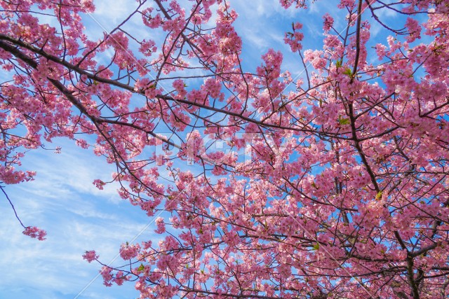 三浦海岸の河津桜