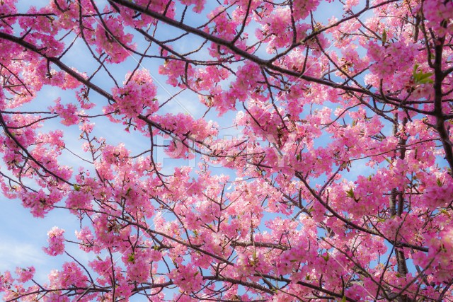 三浦海岸の河津桜