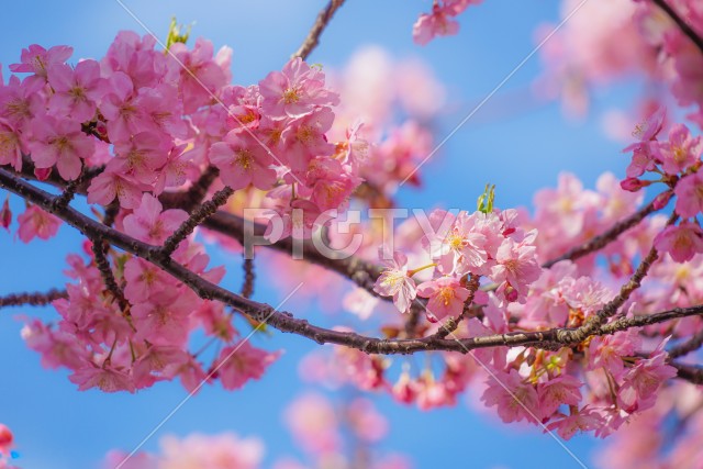 三浦海岸の河津桜