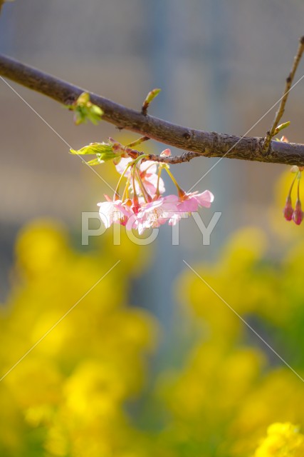 三浦海岸の菜の花畑と河津桜