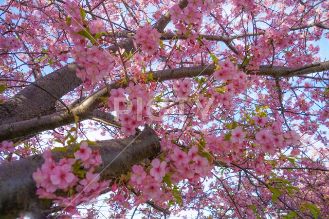 三浦海岸の河津桜