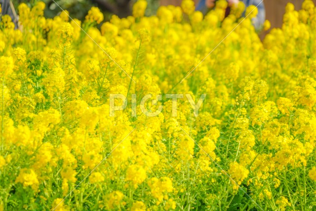 三浦海岸の菜の花畑