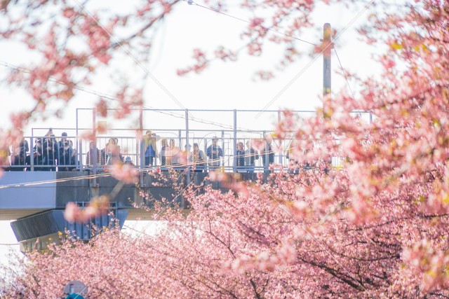 三浦海岸の河津桜